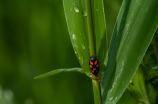 蝉是益虫还是害虫(蝉是益虫还是害虫？盘点蝉类生态价值)